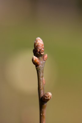 Quercus robur 'Argenteomarginata' - dub letní, křemelák - pupen
